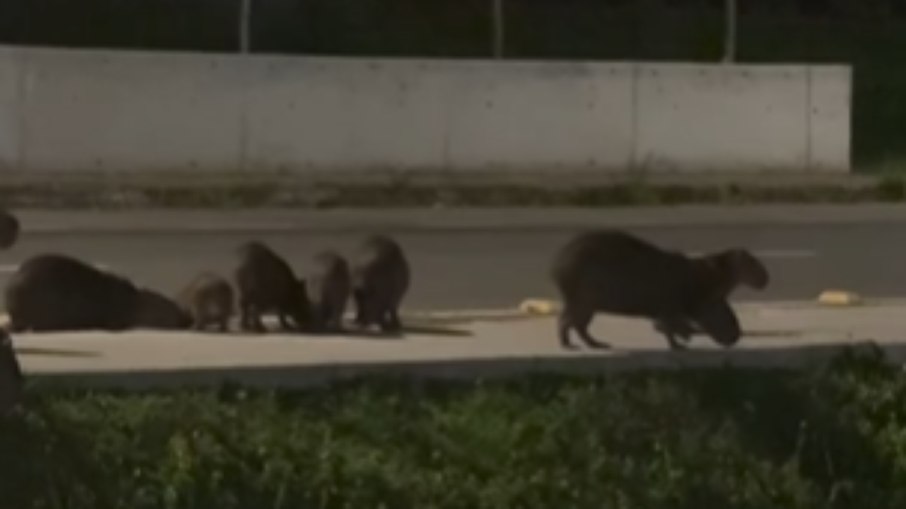 Capivaras são flagradas caminhando em avenida em Juiz de Fora