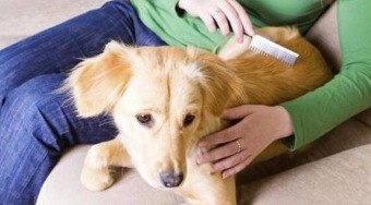 O%20que%20todo%20tutor%20precisa%20saber%20sobre%20pulgas%20e%20carrapatos