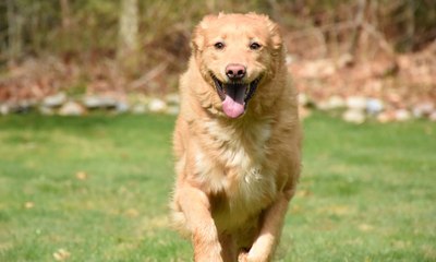 Golden Retriever morre após intoxicação por planta em resort
