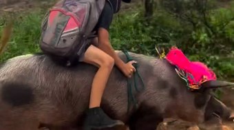 Garoto%20impressiona%20ao%20voltar%20da%20escola%20montado%20em%20porco