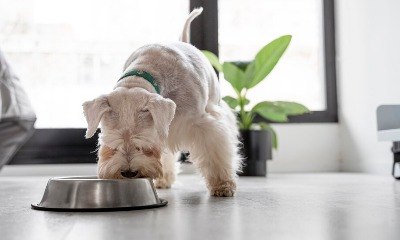 Cuidado: tigelas coletivas ameaçam saúde dos cães