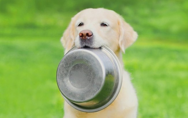 Veja o tipo de alimentação adequada para cachorro obeso