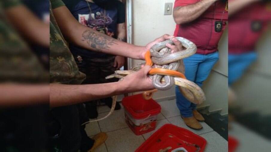 Polícia apreendeu cobras de diversas espécies em apartamento de estudante