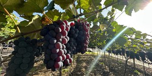 Safra de inverno impulsiona produção de uvas em Jundiaí