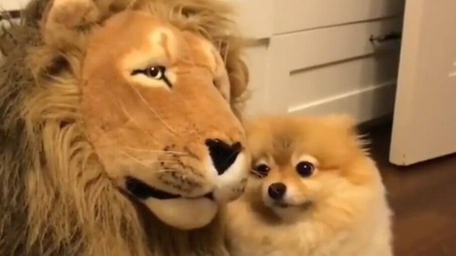 Cachorrinho tenta brincar com leão de pelúcia