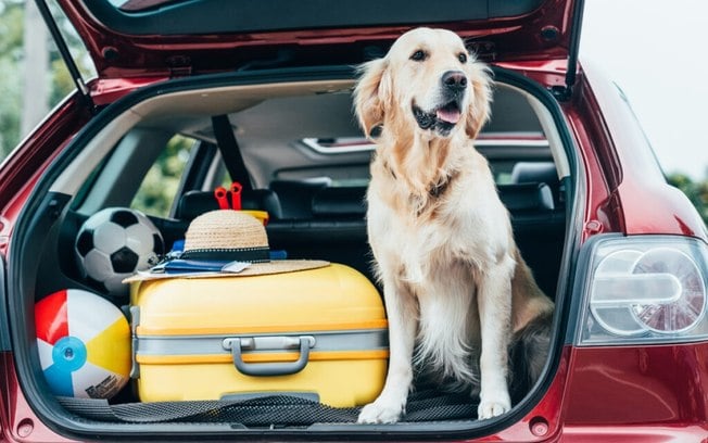 8 dicas para viajar com o cachorro de forma segura