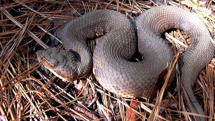 A cottonmouth, também chamada de cobra boca-de-algodão ou mocassim-d'água, é nativa do sudeste dos Estados Unidos A cottonmouth, também chamada de cobra boca-de-algodão ou mocassim-d'água, é nativa do sudeste dos Estados Unidos