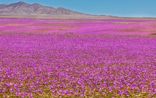 5 destinos pelo mundo para curtir a beleza da primavera