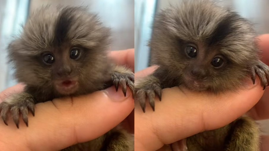 Mini sagui se tornou palco de discussões na web