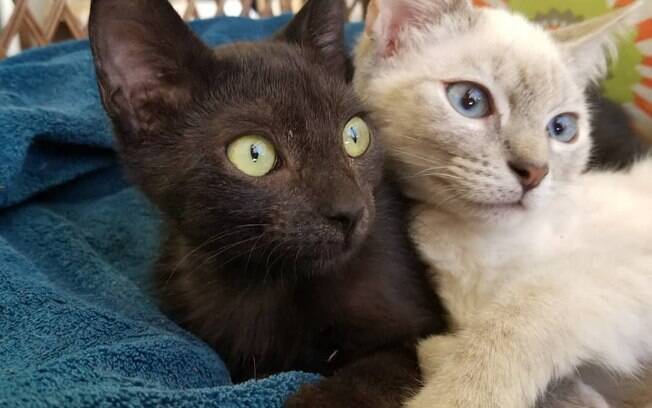 Rosa e Lily,as gatas para adoção que ficam juntas o tempo todo