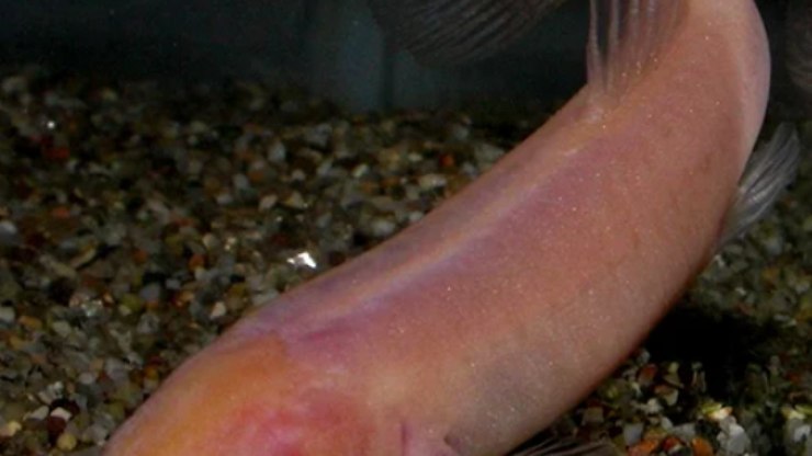 Apar%C3%AAncia%20bizarra%3A%20peixe-vampiro%20%C3%A9%20encontrado%20na%20%C3%81frica