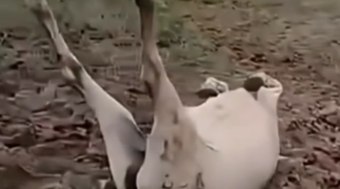 Imagens%20de%20%C3%A9gua%20%22ressuscitando%22%20intriga%20internautas