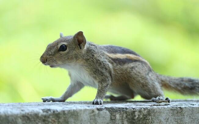 Esquilo selvagem é flagrado roubando comida