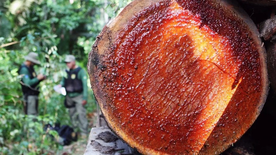 Operação de combate à exploração ilegal de madeira em Terra Indígena na região de Novo Progresso (PA), em 2016.