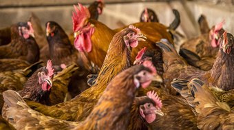 China%20revoga%20embargo%20e%20retoma%20importa%C3%A7%C3%A3o%20de%20frango%20do%20Brasil