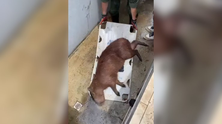 Capivara é resgatada em casa de bombas de piscina de condomínio