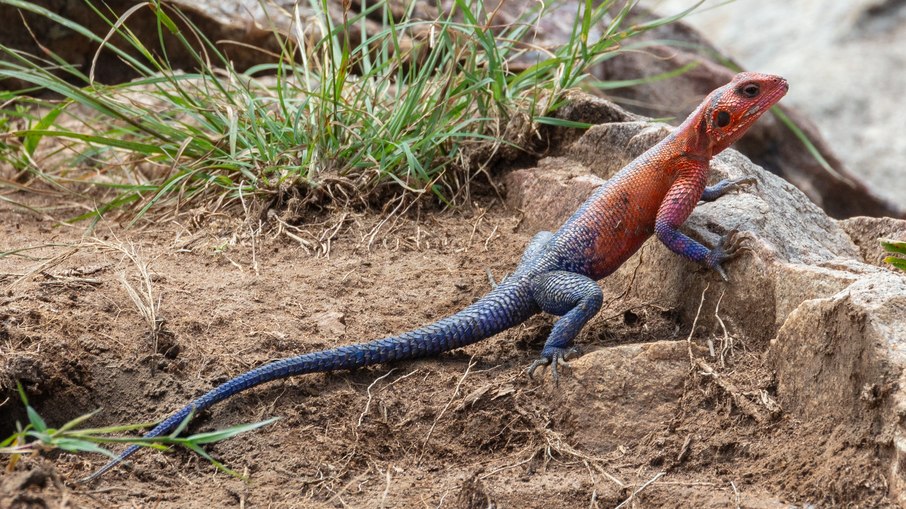 Conheça o agama-de-Mwanza, apelidado de lagarto Homem-Aranha