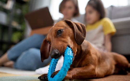 Cachorro precisa brincar todo dia? Estudo responde