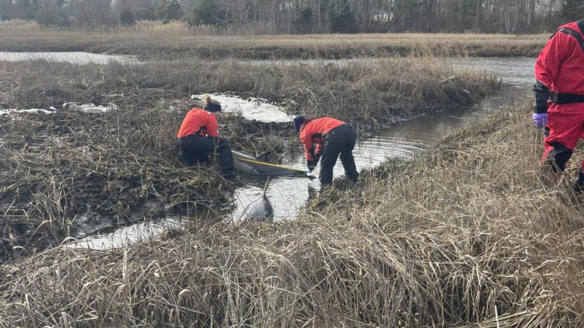 Dois golfinhos ficam presos em lamaçal e são resgatados em operação nos EUA Dois golfinhos ficam presos em lamaçal e são resgatados em operação nos EUA