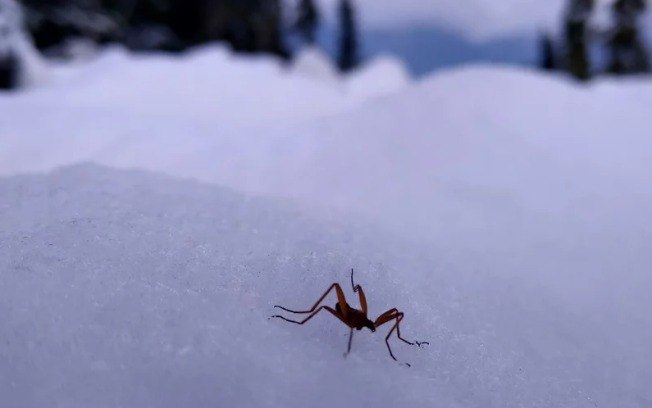 Moscas-da-neve se mutilam para sobreviver ao frio mortal; assista Moscas-da-neve se mutilam para sobreviver ao frio mortal; assista
