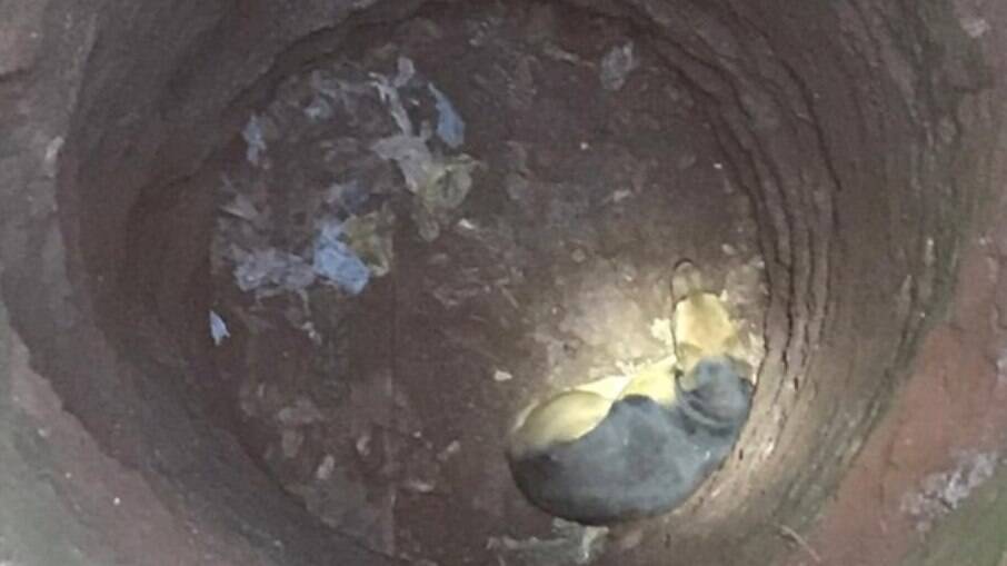 Cachorro é resgatado de cisterna de 10 metros de profundidade, em Goiás