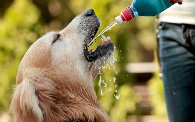 A água também faz parte da alimentação para cães idosos e é muito importante