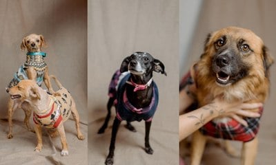 Cães resgatados posam em busca de adoção no RS