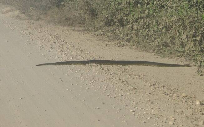 Na estrada, Igor se deparou com uma anaconda 