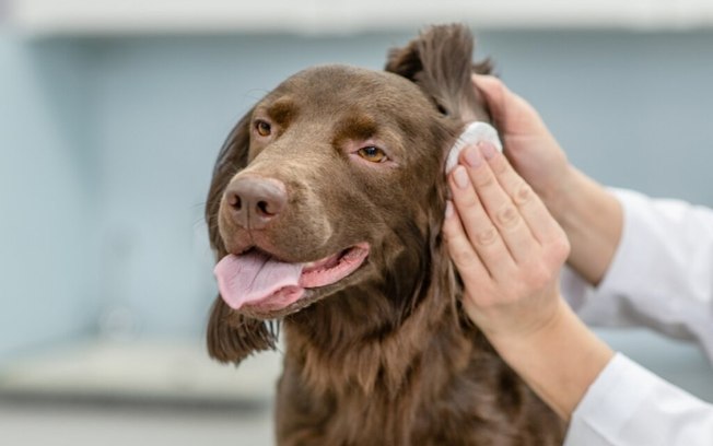 Veja os sintomas e os tratamentos para otite em cachorro