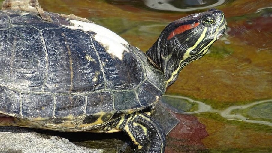 A tartaruga tigre d'agua é um animal que pode ser facilmente comprado 