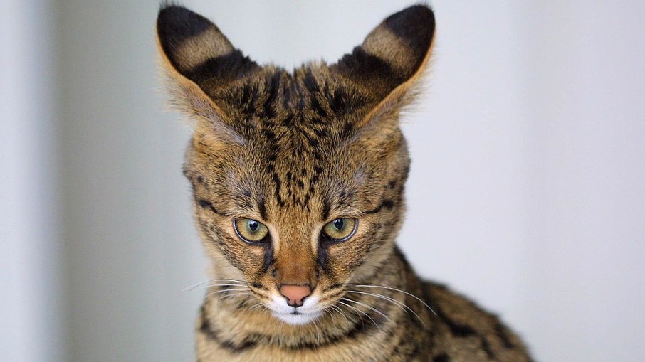 Um gato Savannah geração F1