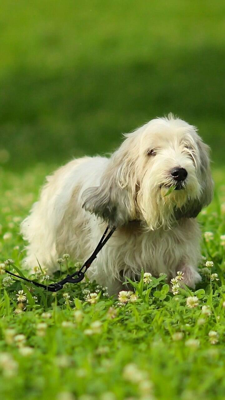 Charmoso pastor britânico de pernas curtas raça popular de cão é