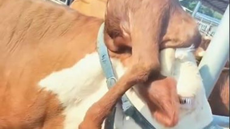 Vaca nasce com pata na cabeça em condição
rara