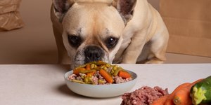 Veja os benefícios de oferecer alimento úmido para os pets