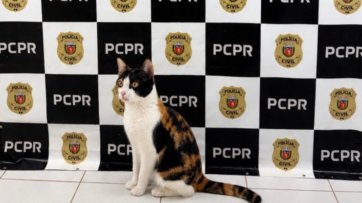 Gata de apoio emocional é recuperada pela PCPR após furto