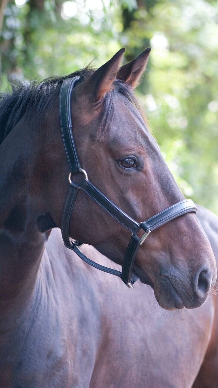 10 curiosidades fascinantes sobre os cavalos, Guia de Bichos