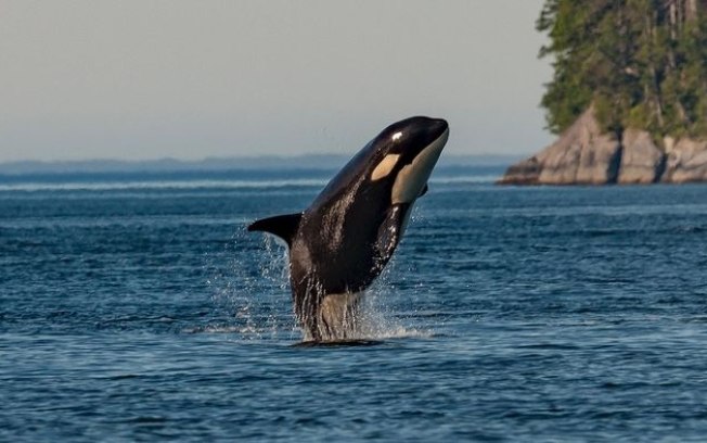 Por que as orcas estão afundando barcos e matando tubarões?
