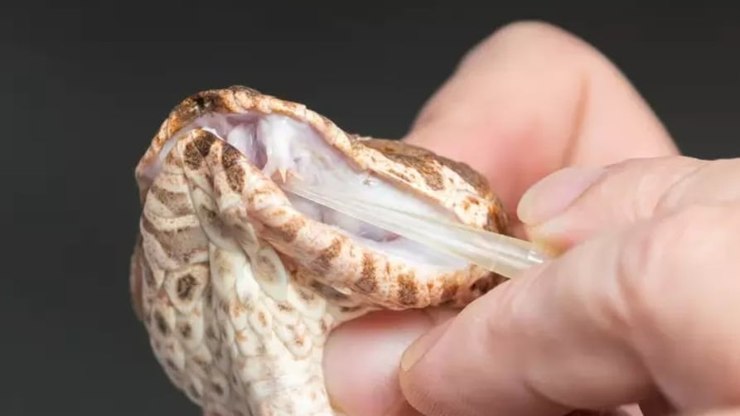 Cobra%20venenosa%20com%20muta%C3%A7%C3%A3o%20rara%20tem%203%20presas