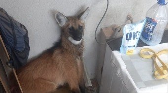 Lobo-guar%C3%A1%20%C3%A9%20resgato%20em%20casa%20no%20Distrito%20Federal