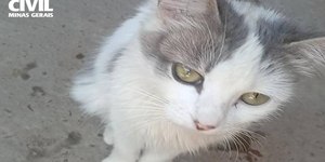 TJ manda mulher reduzir número de gatos após queixas de vizinhos