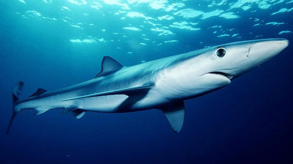 Pesca predatória ameaça tubarão-azul