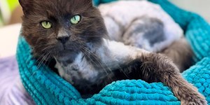 Gato "some" e é encontrado em Mc Donald's 3 anos depois