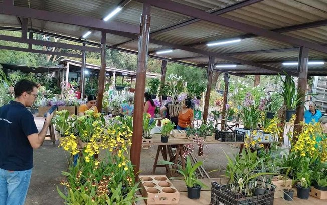 Feira de orquídeas celebra o Dia das Mães no entreposto da CEAGESP Feira de orquídeas celebra o Dia das Mães no entreposto da CEAGESP