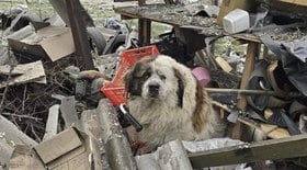 Cão sobrevivente de ataque russo comove resgate
