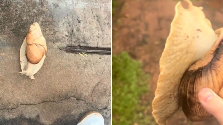 Mulher%20d%C3%A1%20de%20cara%20com%20caracol%20gigante%20na%20porta%20de%20casa%20e%20v%C3%ADdeo%20impressiona