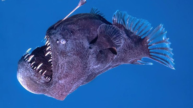 Diabo Negro: conheça o misterioso peixe das profundezas oceânicas