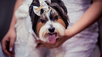 Confira dicas para incluir o seu cachorro na festa de casamento