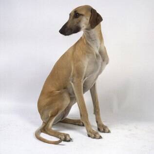 Arabian Greyhound - undefined