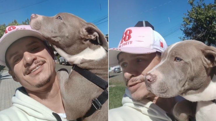 Quem é o valente? Pitbull se assusta com pinscher durante passeio