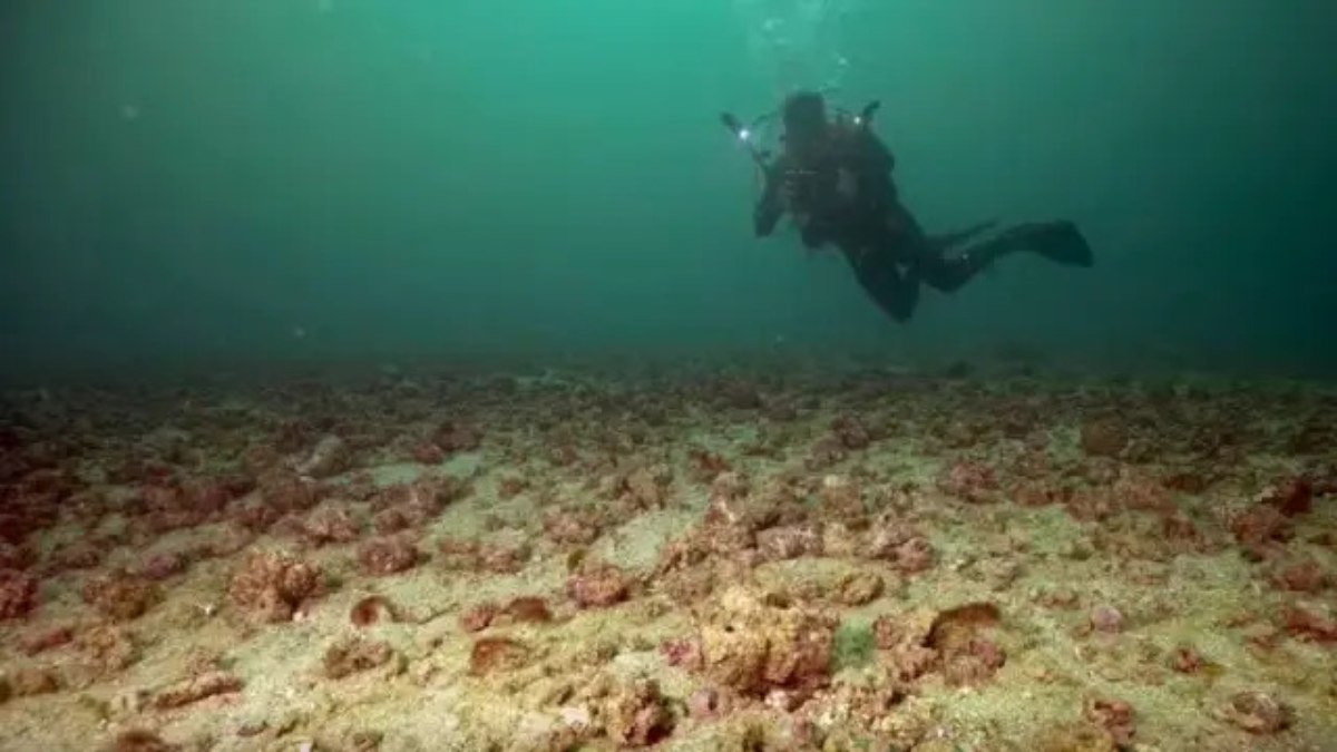 RJ: algas cor-de-rosa são descobertas no fundo do mar de Ipanema